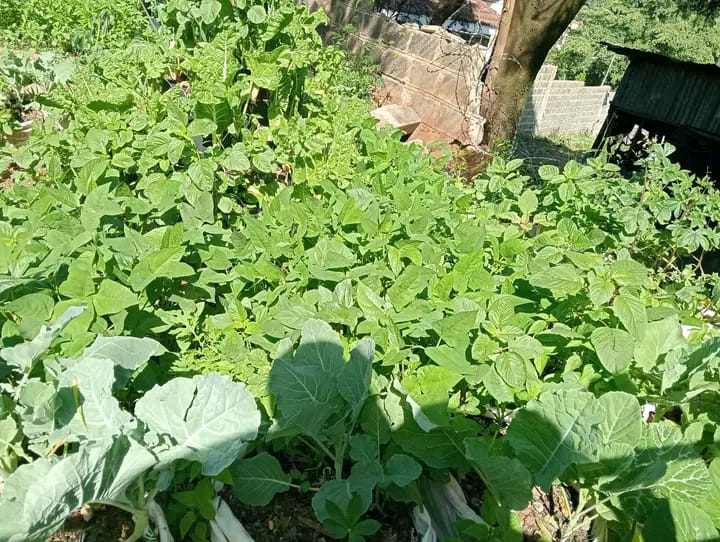 Women in Climate Change